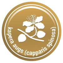 Kapers (Capparis spinosa)